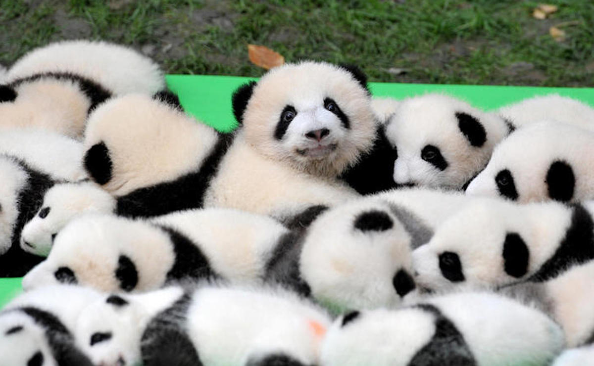 ▲高雄市觀光局長潘恆旭表示，貓熊可能帶來高達 50 億元以上的收益，然而這個說法卻立刻遭到網友吐嘈。（圖／翻攝自視覺中國）