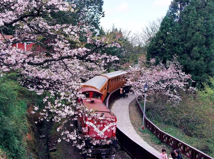 阿里山櫻花盛開，每年吸引不少遊客上山賞花，眼前風景讓人讚嘆美不勝收。（圖／林務局提供）