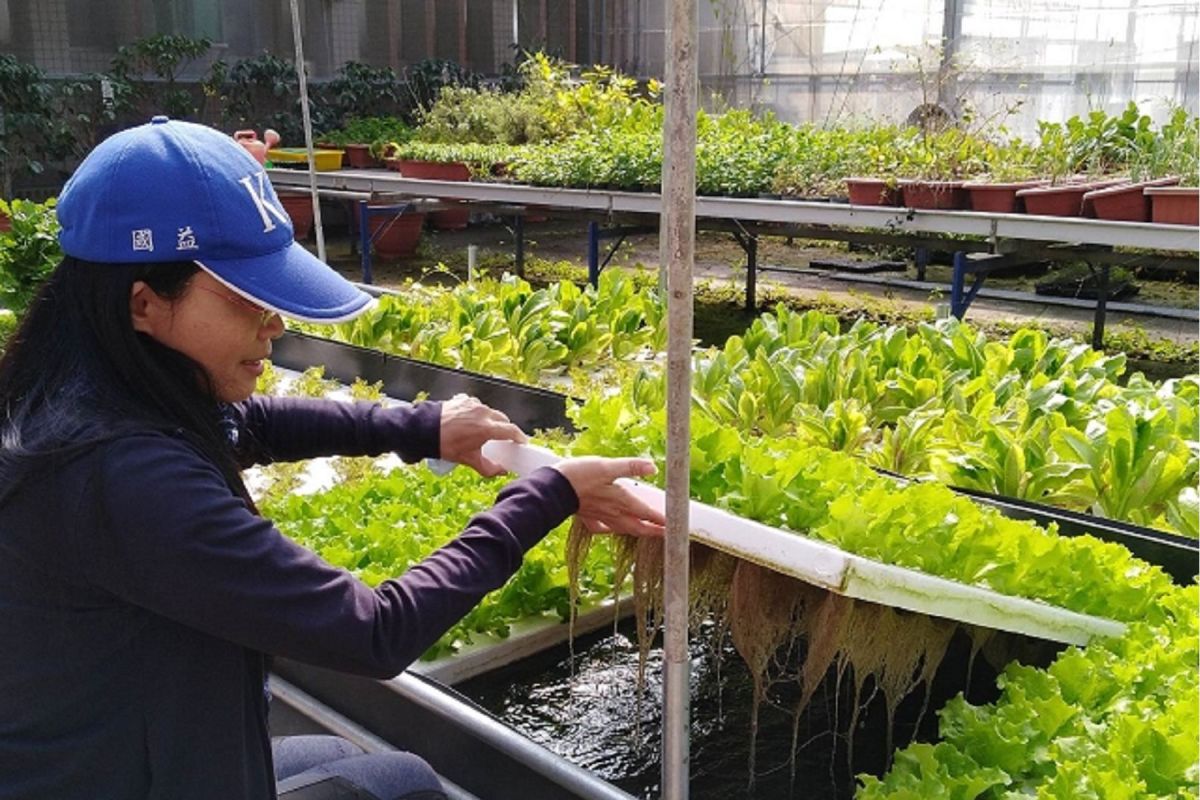 ▲觀察蔬菜根部的生長狀況。（圖／記者洪佳伶攝，2019.03.11）