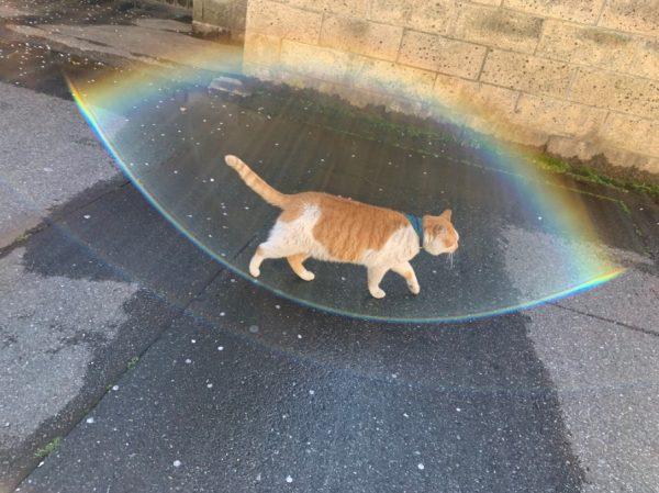 日本網友kosuzu在上班途中隨手拍了鄰居家的貓咪，沒想到竟然拍出貓咪被神聖光圈圍繞的效果！（圖／twitter＠kosuzu7954）