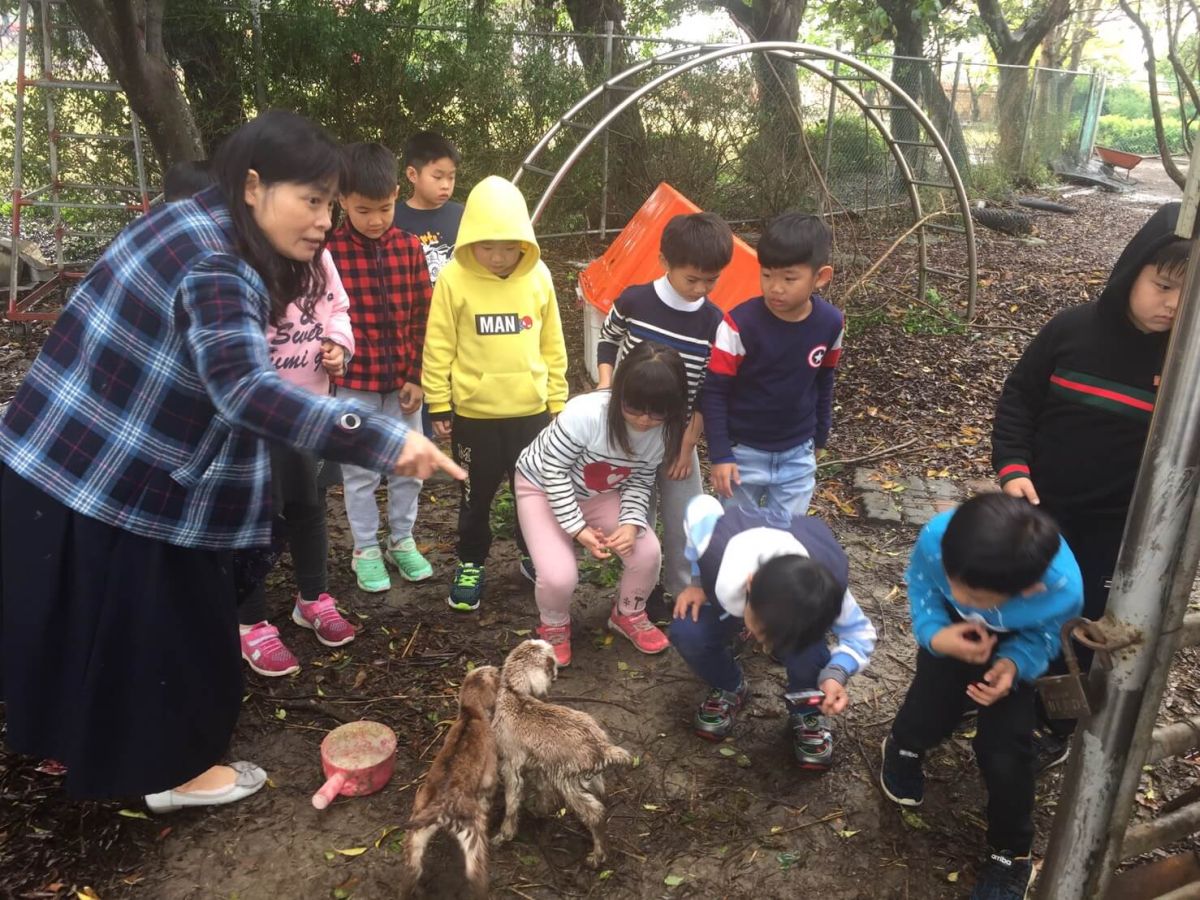 ▲香田國小所飼養的羊媽媽懷孕生產一對龍鳳胎小小羊，校方也利用羊羔跪乳的故事給小朋友上堂生命教育課程。（圖／記者陳雅芳攝，2019.03.11）