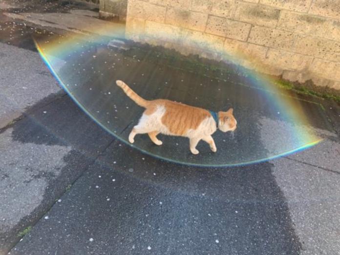 日網友遇見散步中的貓咪　隨手一拍竟拍出超狂畫面！
