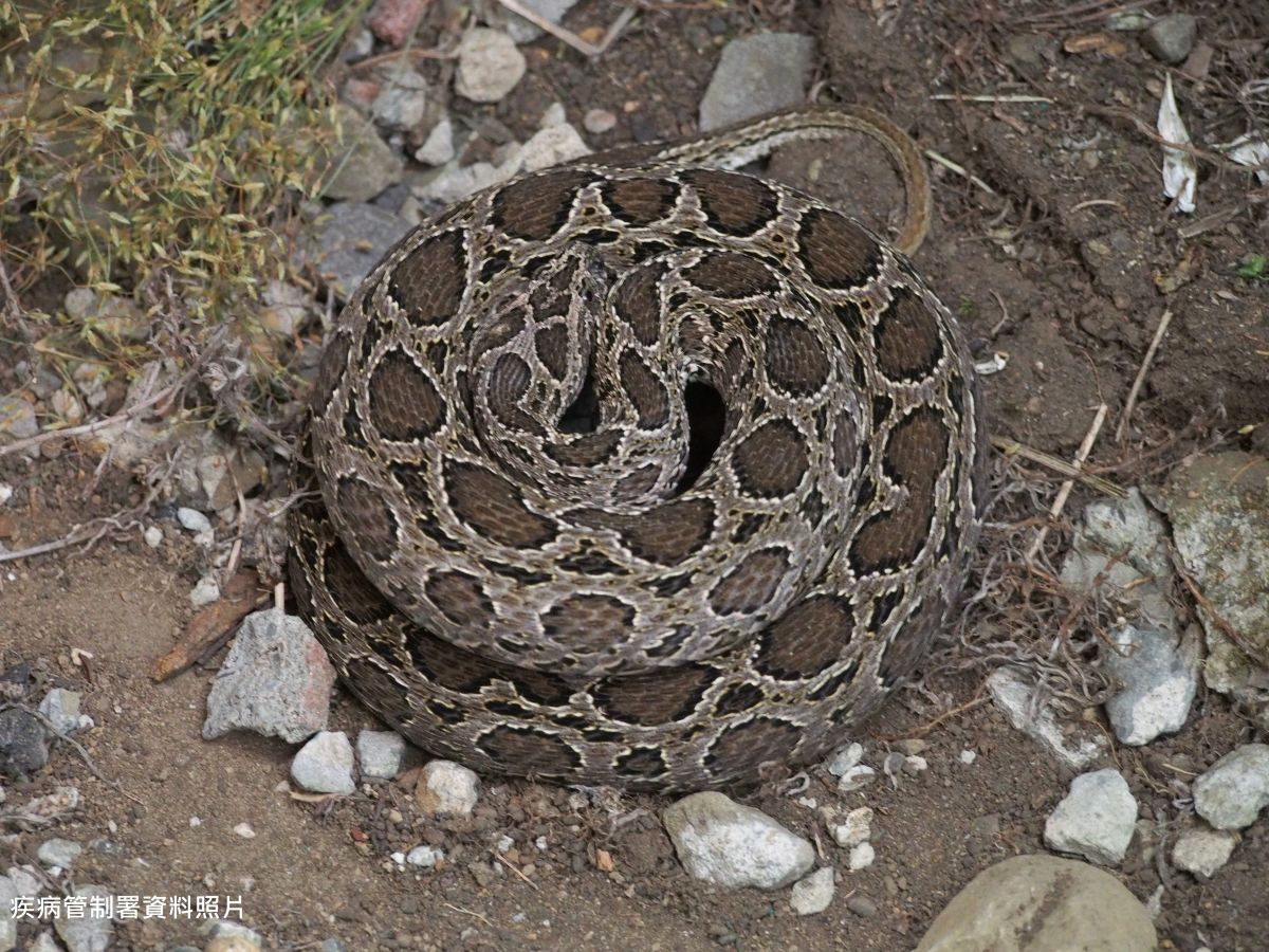 對於中部沒有鎖鍊蛇血清一事，疾管署表示，將研擬增設配置點。（圖／疾管署提供）