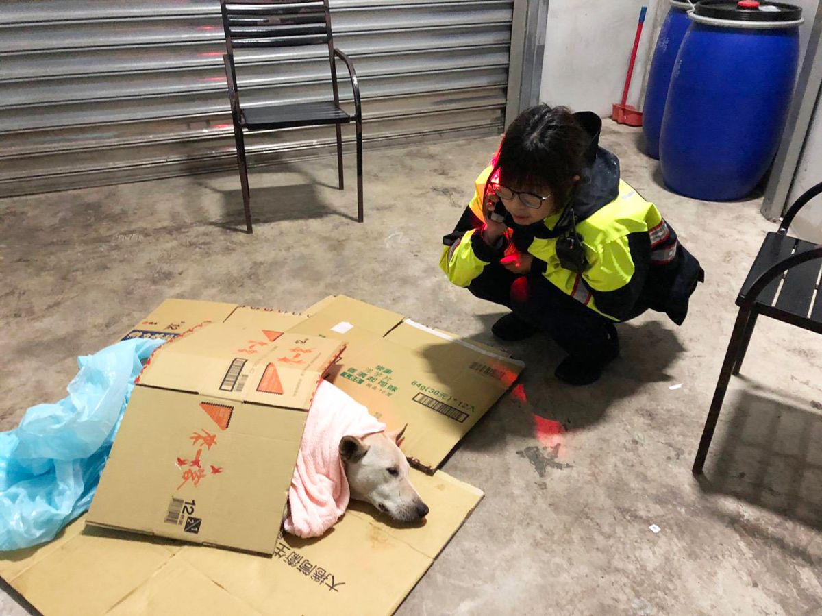▲過去曾任獸醫助理，同時也是愛狗人士的女警吳曉珂將受傷的浪浪用紙箱充當擔架將牠移往路旁民宅，成功救回浪浪一命。（圖／蘆竹分局提供, 2019.03.15）