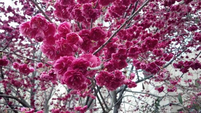 台中山城地區有一處秘境能夠欣賞美麗的櫻花。（圖／農委會提供）