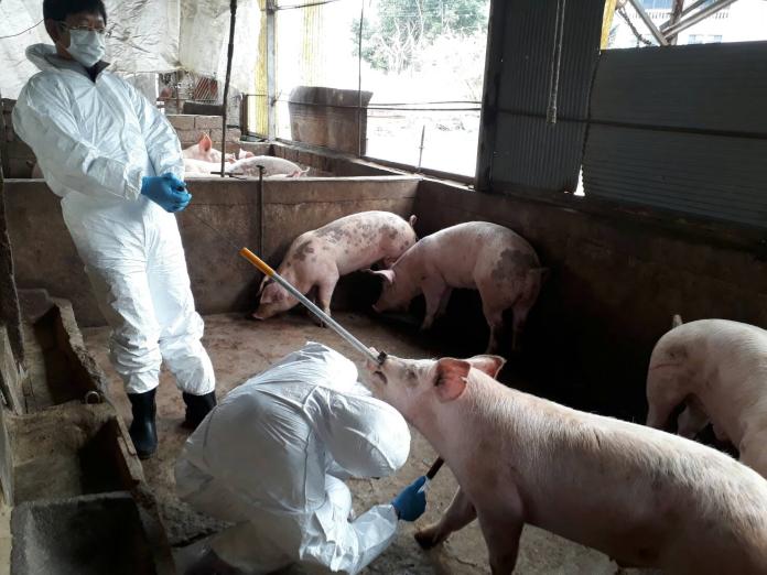 增供9千頭毛豬供端午包粽　農委會：足以應節前需求
