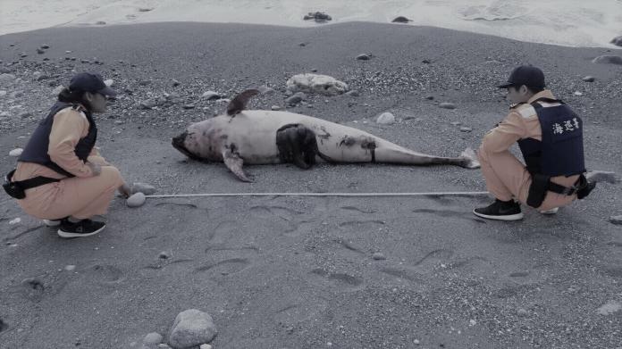 東部海灘出現三起鯨豚擱淺　原因尚待調查
