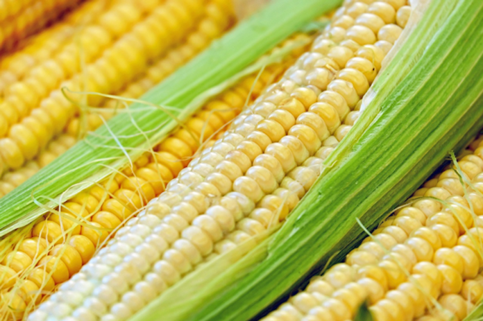 ▲玉米香甜的原因，營養師來揭秘。（圖／ pixabay）