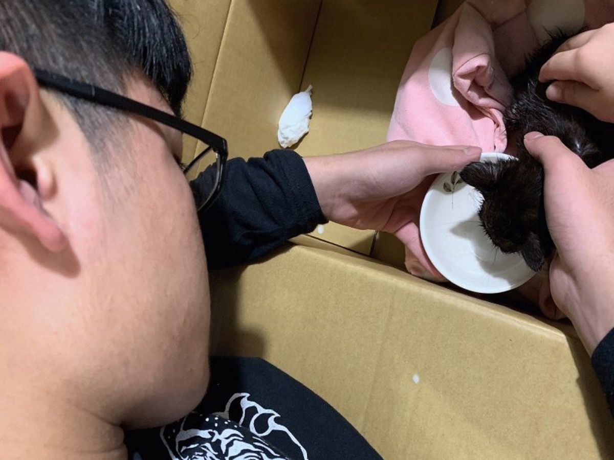 陳生充當奶爸仔細照顧小貓咪。（圖／台灣動物緊急救援小組提供）