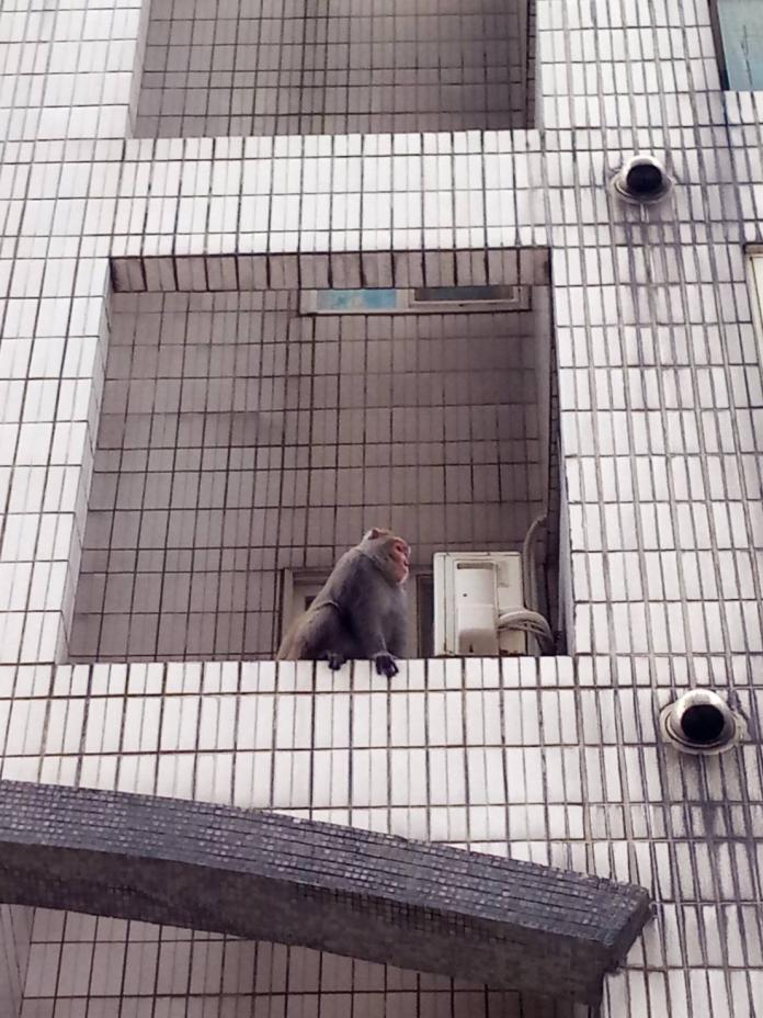 ▲1隻台灣獼猴今天上午闖入基隆市中正區觀海街山海觀社區。（圖／基隆市政府提供）

