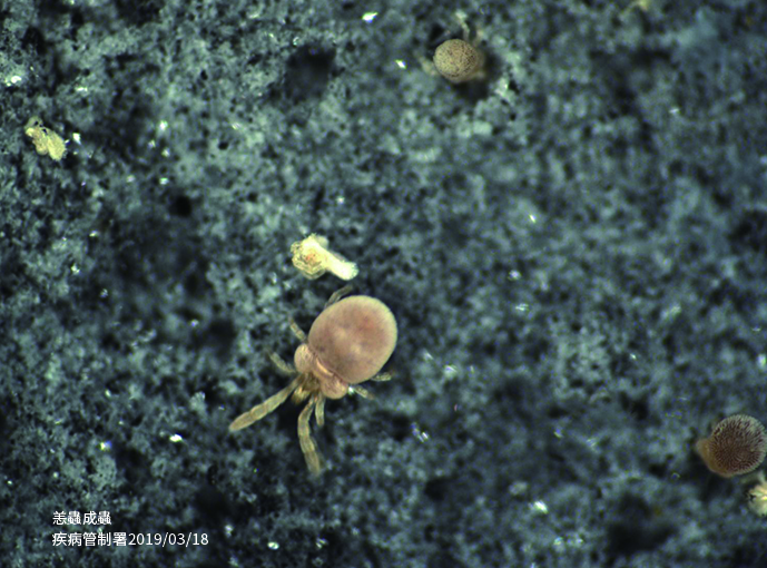 ▲根據疾管署統計，恙蟲病病例數以花東地區與離島較多。（圖／疾管署提供）