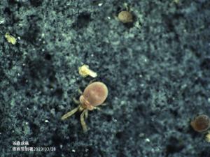 咬出病致死率達6成!清明節掃墓小心「這種蟲」 防範手段一次看