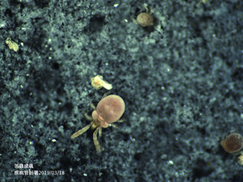 ▲掃墓時除了毒蛇之外，還有「恙蟲」也需格外防範，被咬到的患者未經妥善治療，致死率甚至高達6成。（圖／疾管署提供）