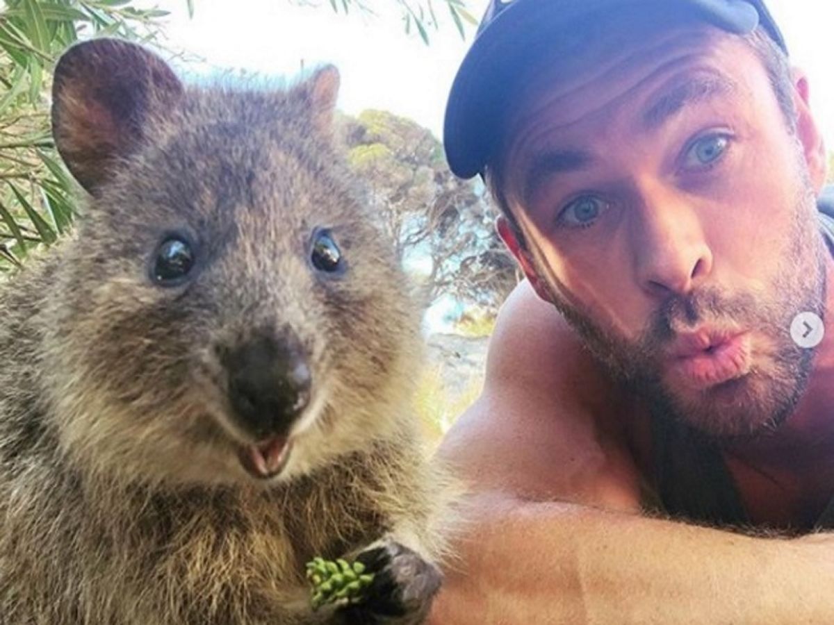 克里斯漢斯沃和短尾矮袋鼠大玩自拍。（圖／IG@chrishemsworth）
