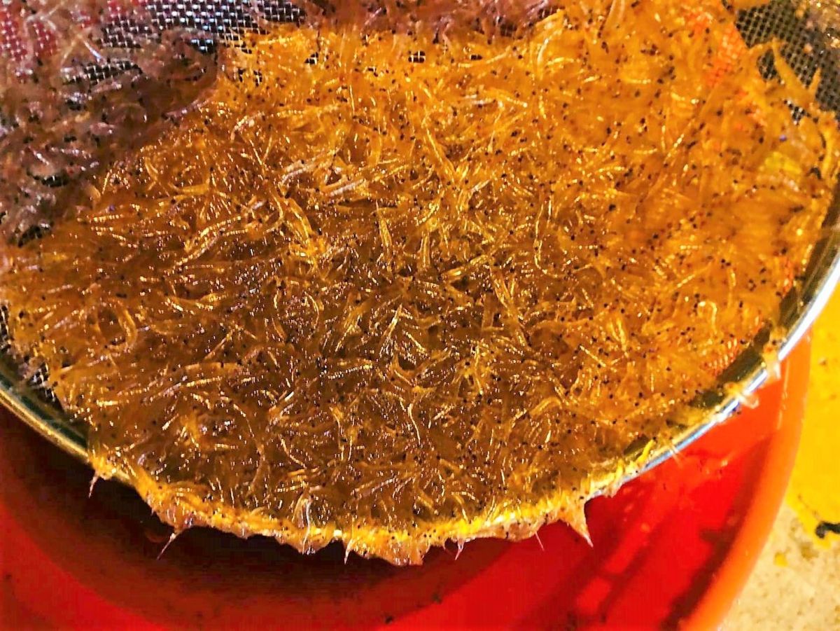 ▲白沙赤崁漁港深夜湧入大批磷蝦，當地民眾爭相到海邊捕撈，到場的人都發了一筆小財。（圖／丁香魚旅店提供）