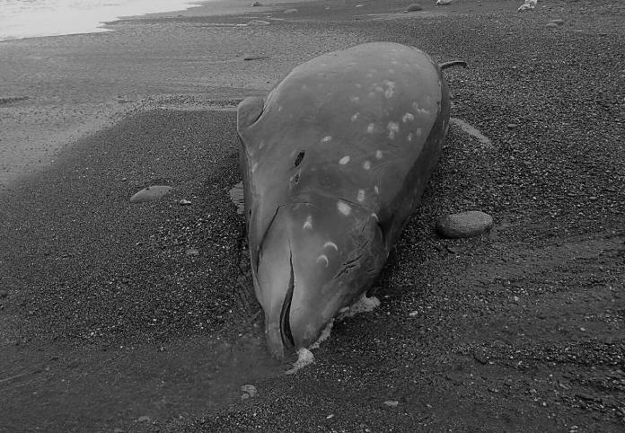 ▲在花東地區海灘擱淺的雌性柯氏喙鯨。（圖／海洋保育署提供）