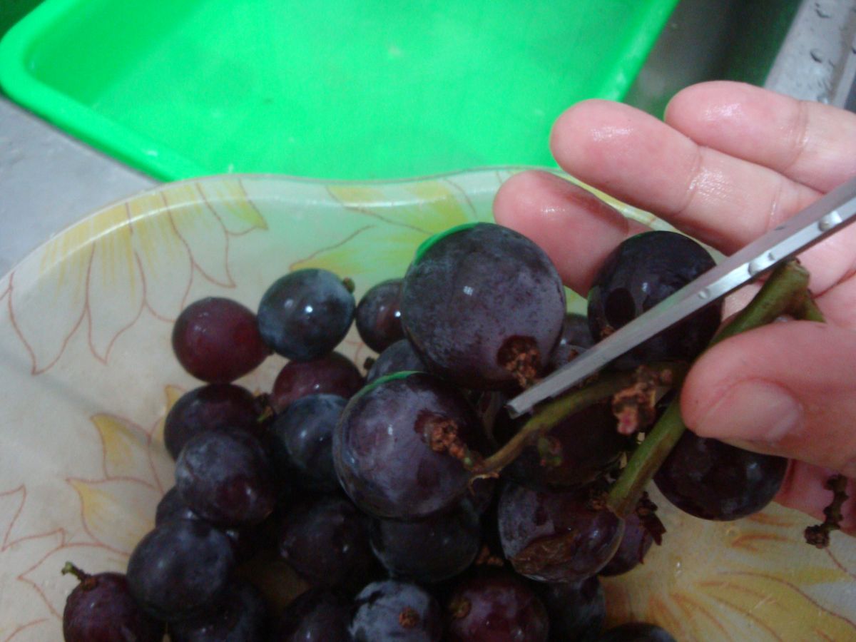 葡萄清洗時，先連梗剪下果實，再以流動水清洗。（圖／農委會提供）