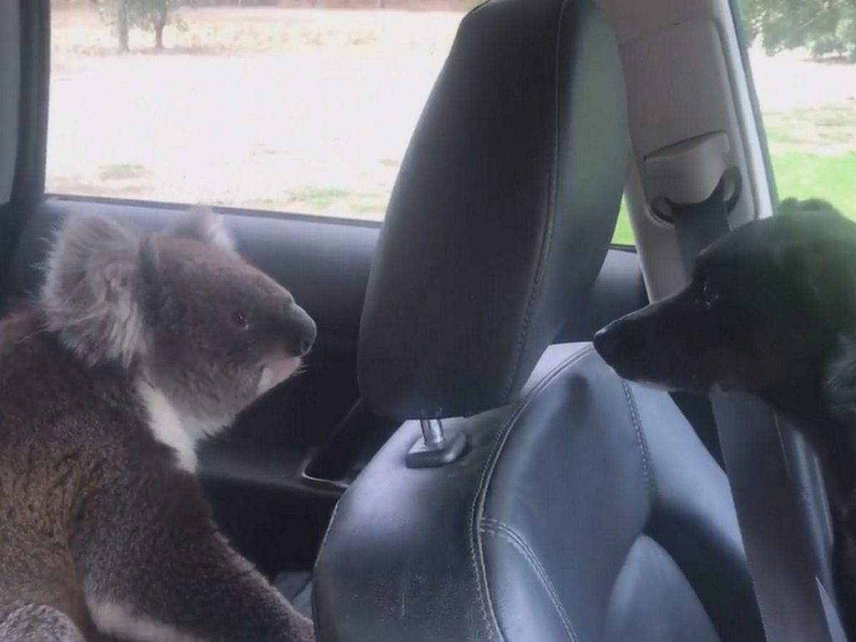無尾熊擅闖民「車」，和車上狗狗大眼瞪小眼。（圖／facebook＠tim.whitrow）