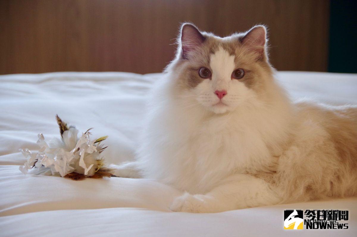 ▲寵物友善是金普頓酒店特色，不管是狗、貓、羊駝、鸚鵡等動物，只要能進電梯就可以入住。（圖／記者陳致宇攝, 2019.03.21）