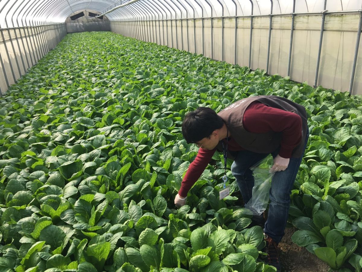 ▲新北市針對營養午餐有機蔬菜進行源頭抽驗，全數合格。（圖／新北市農業局提供）

