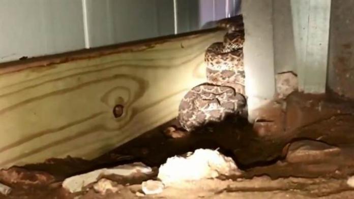 德州一名男子家中驚見45條響尾蛇。（圖／翻攝Facebook影片）