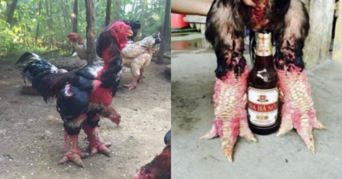 越南東濤雞的毛色鮮艷，鮮紅色的腿部特別粗大。（圖／翻攝網路）