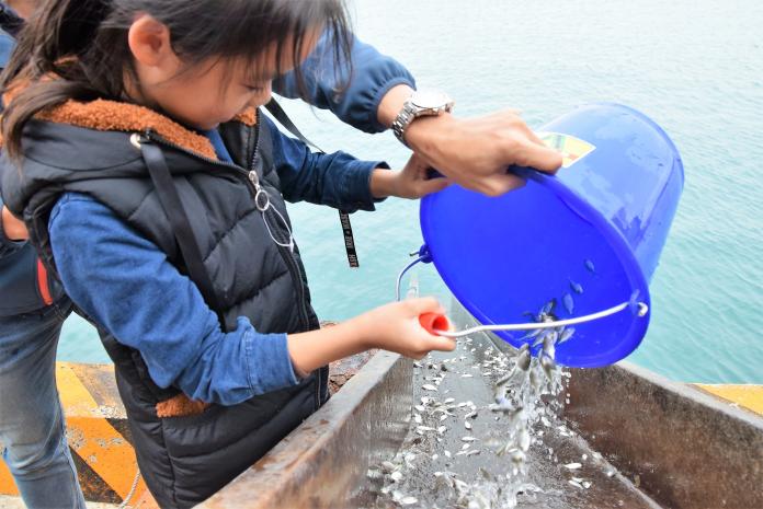 維護漁業資源　10萬尾黃錫雕搭特製滑水道游回大海
