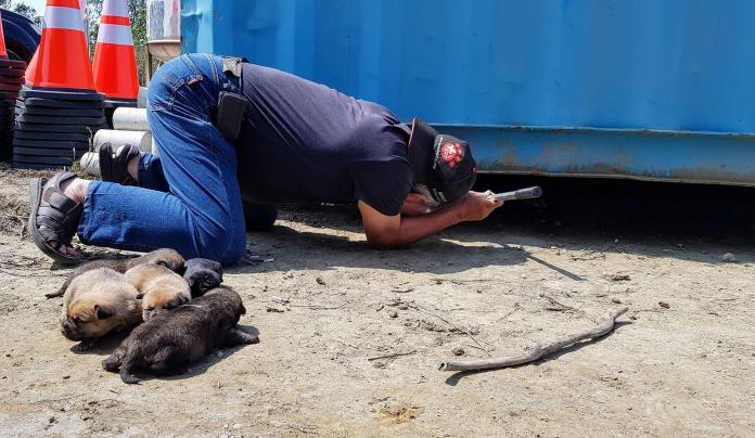 台灣動物緊急救援小組志工獲報後，前往工地將一窩小幼犬接出。（圖／台灣動物緊急救援小組提供）