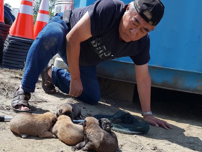志工將貨櫃下的小幼犬全數救出。（圖／台灣動物緊急救援小組提供）
