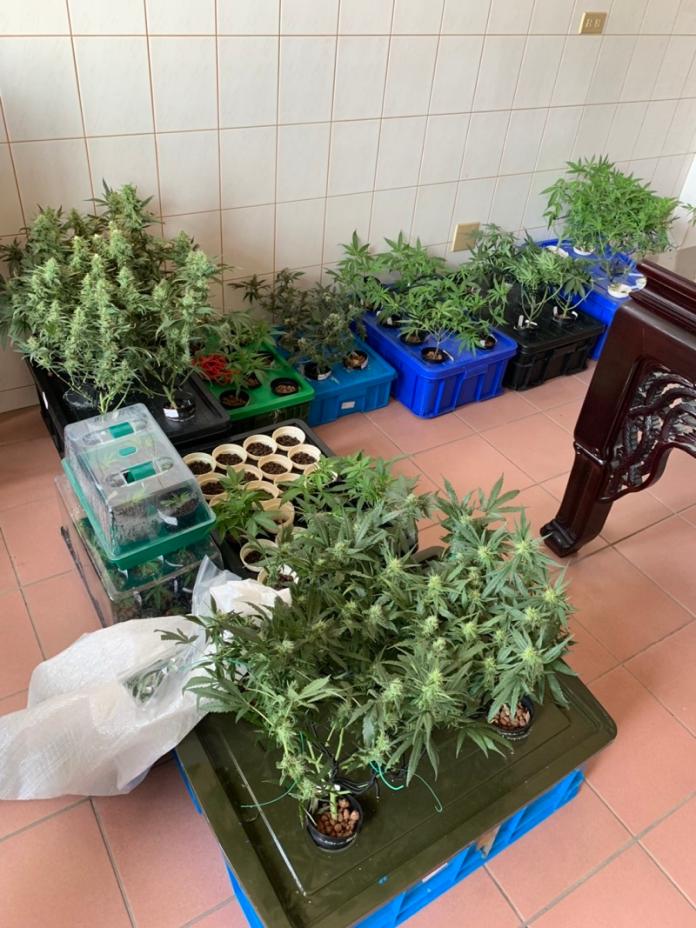 警方查獲室內栽種大麻　起獲57株大麻及成品396克
