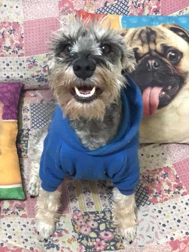 歐塔維奧是一隻笑容可愛的狗狗。（圖／Joice Lamas）