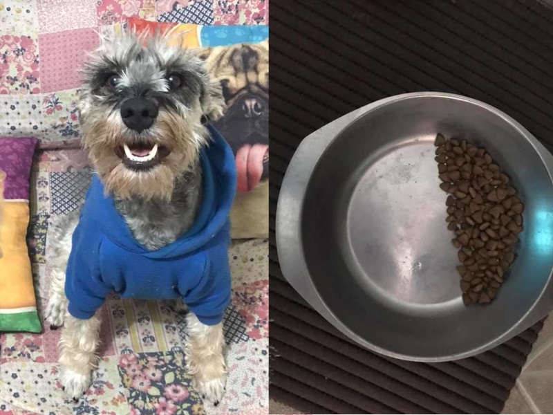 受虐狗狗走不出陰影，吃飯只敢吃一半。（圖／Joice Lamas）