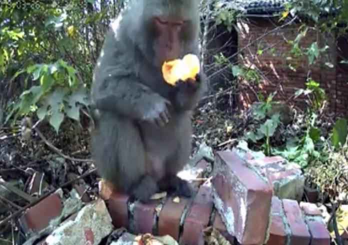▲花壇鄉八卦山區的民宅庭院潛入一隻台灣獼猴，確定沒有問題後立即拿起水果大啖美食。（圖／花壇人俱樂部提供）