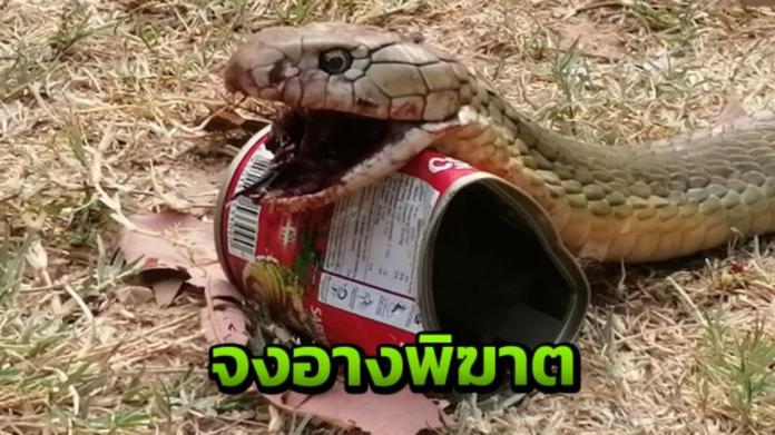 泰國加拉信府古奇那萊縣的村莊，有大量眼鏡王蛇闖入，疑似有人故意放生所致。（圖／翻攝網路）