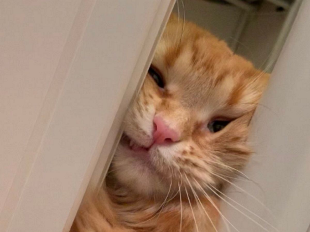 就想陪貓奴洗澡，貓咪把自己塞進門縫擠到臉都歪掉！（圖／twitter＠sktfd0310）