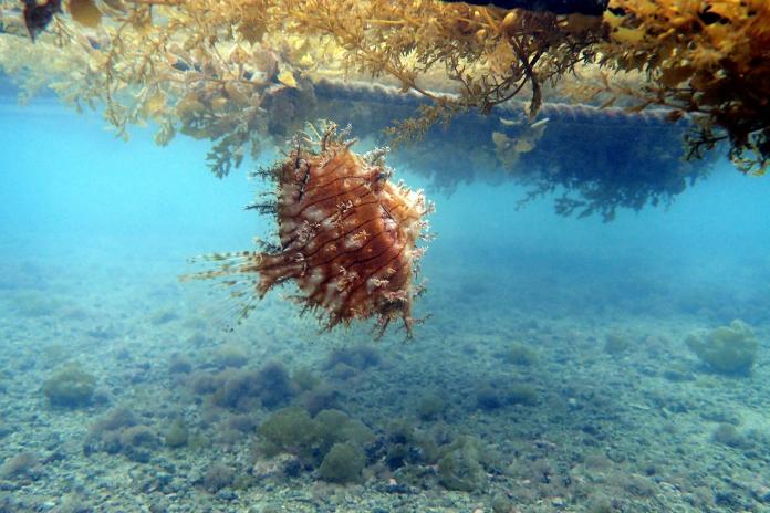 人工藻場海洋復育新希望　澎湖海域試驗成功放流蟹苗
