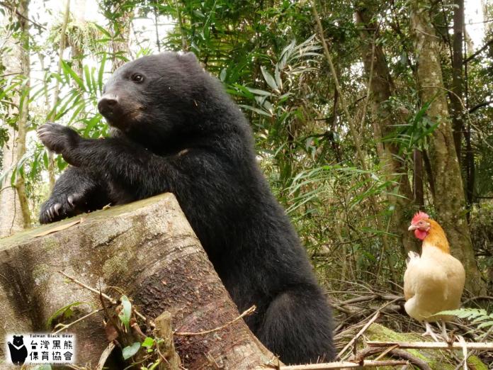 一熊一雞取得共同生活的平衡。（圖／取自台灣黑熊保育協會）