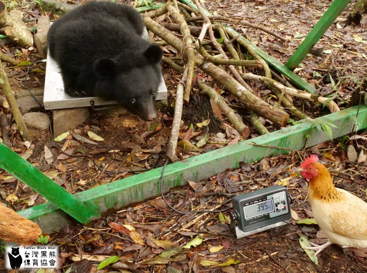 台灣黑熊在量體重，熊麻雞也在旁邊監控體重數字。（圖／取自台灣黑熊保育協會）