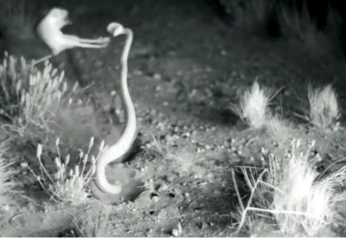 ▲更格盧鼠使出無影腳踢爆響尾蛇。（圖／截自YouTube）
