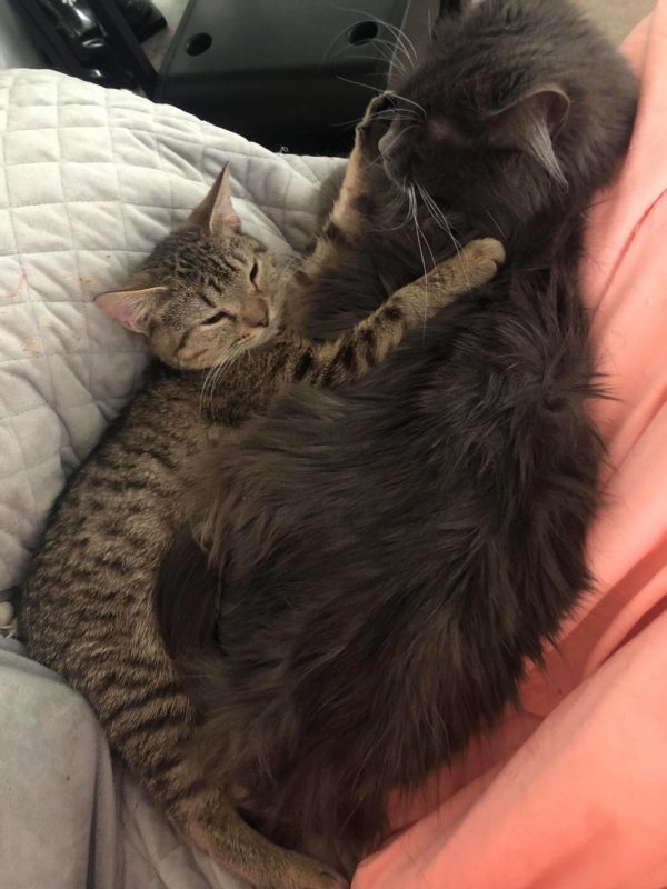 田納西帶給其他貓咪貼心的陪伴及療癒。（圖／The Odd Cat Sanctuary）