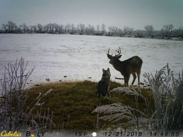 一狗一鹿似乎真的發展出了跨物種的友情。（圖／Rachel Howatt）