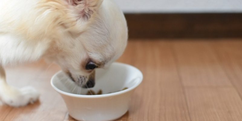 希爾思狗糧含毒性維生素D　台灣再多2款需回收
