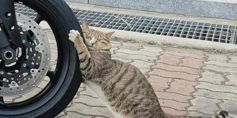 浪貓把重機輪胎當貓抓板　抓著抓著竟當場睡著！
