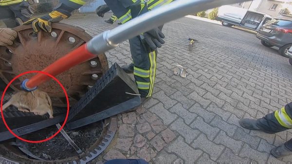 消防隊員積極地將大肥鼠救出。（圖／翻攝自臉書Berufstierrettung Rhein Neckar）