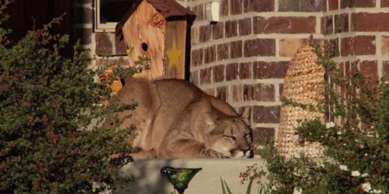 門口有浪貓睡午覺……不對！那是美洲獅啊！
