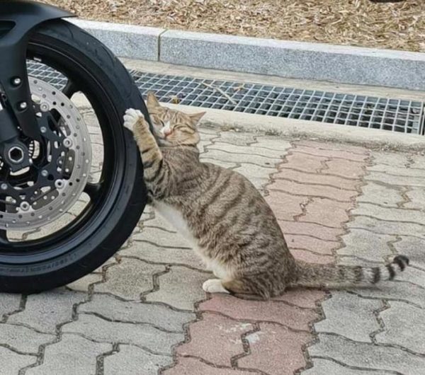 但他在旁邊看了一會，想說這隻貓怎麼都不動，走近一看，原來牠老兄抱著輪胎就這樣睡著啦！（圖／twitter＠momimomi352）
