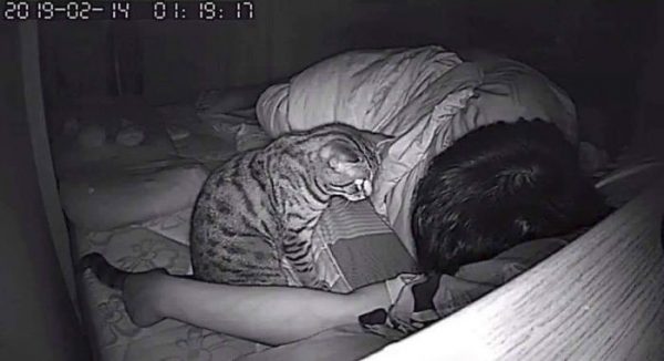 只見貓咪一下癡癡地看著奴才熟睡的臉。（圖／FB@ชมรมคนรักแมว）