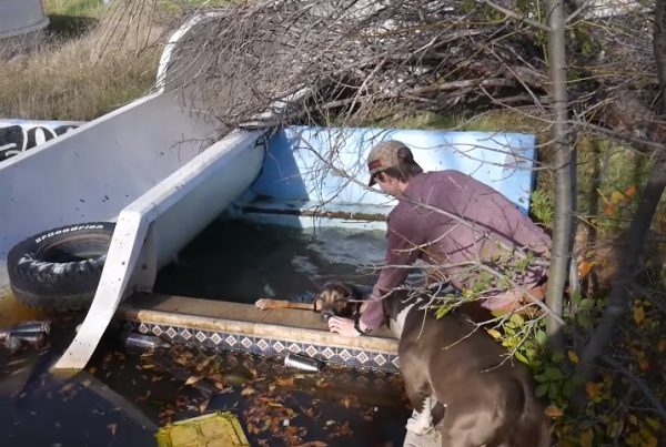 當崔佛在營救溺水的狗狗時，牠的朋友也在一旁擔心地看著。（圖／翻攝自Youtube@Trevor Costelloe ）