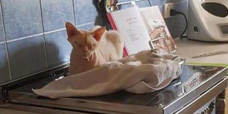 怕冷無毛貓哪裡溫暖哪裡躺　連剛烤好的布朗尼也遭殃！
