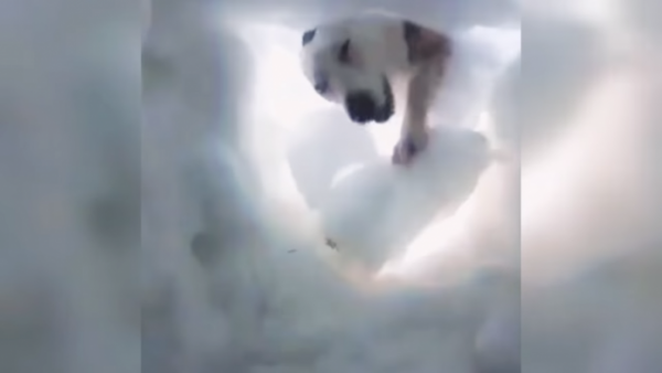 救難犬找到被埋困在雪中的登山客。（圖／截圖自英格蘭山地救難犬協會影片）